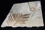 Zamites feneonis BRONGNIART - Bild &copy; FossNet FossilienStore